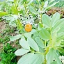 oeuf nature 2